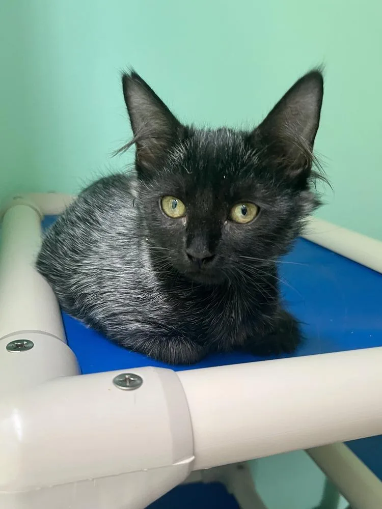 A baby small-sized female Black Domestic Medium Hair cat named Lenore for adoption in Emerald Isle, NC