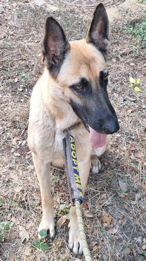 An adult large-sized female Shepherd dog named Marsha for adoption in Stratham, NH