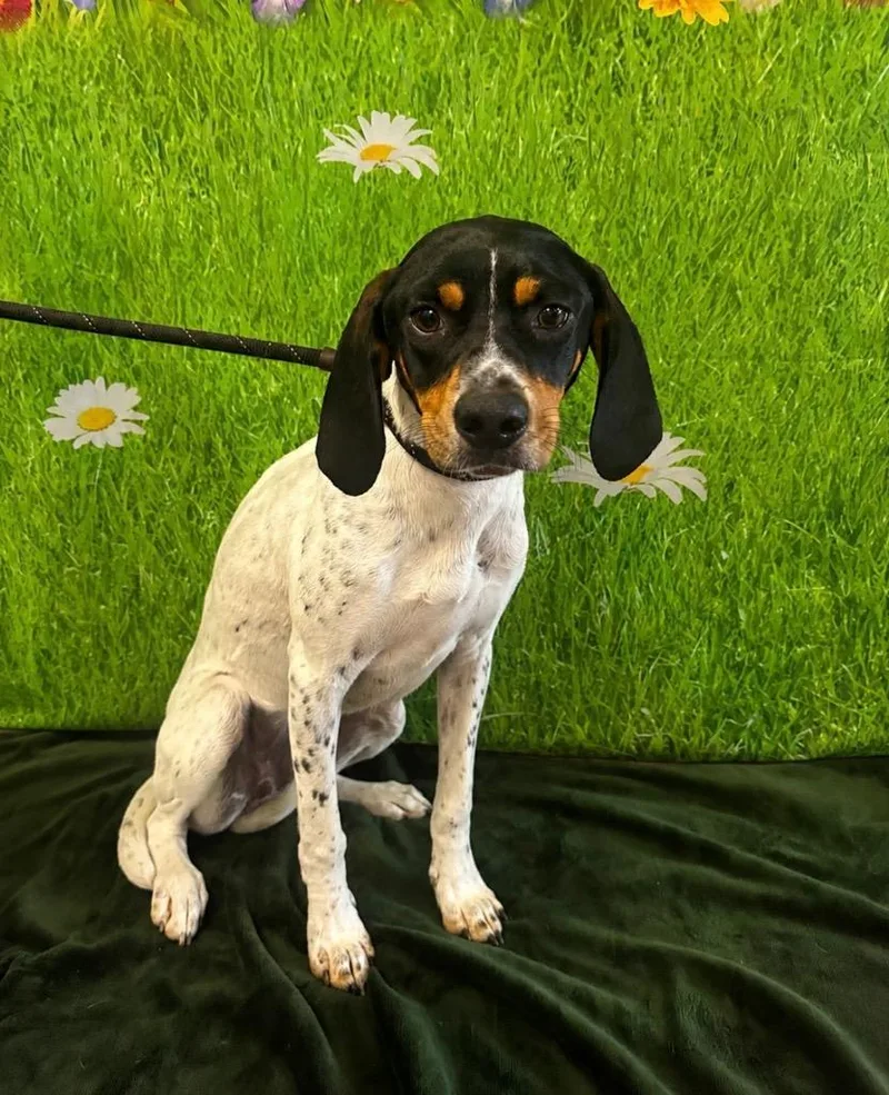 A baby medium-sized female Coonhound dog named Eden for adoption in Wabash, IN