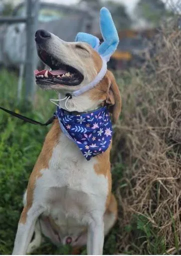 An adult medium-sized male Yellow / Tan / Blond / Fawn Hound dog named Zoe Zoe for adoption in Clarksville, VA