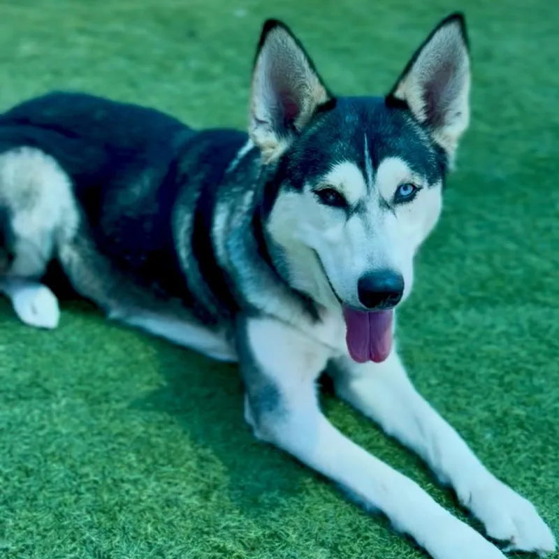 An adult large-sized female Black Siberian Husky dog named Shadow A for adoption in Mission Hills, CA