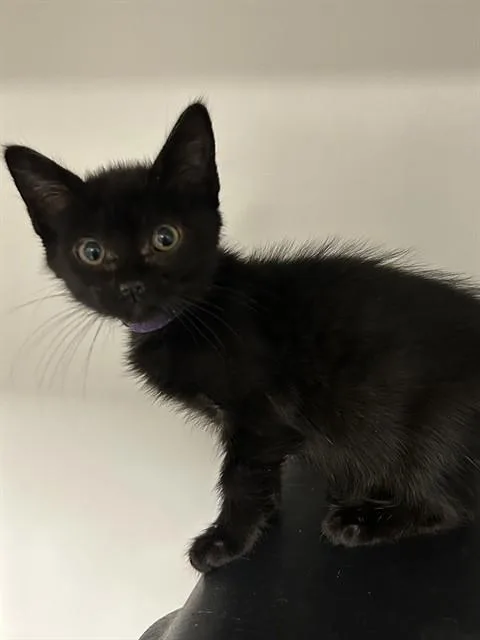 A baby small-sized female Domestic Short Hair cat named Grape for adoption in Ontario, CA