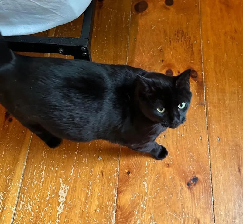 Meadow And Luz thumbnail 2