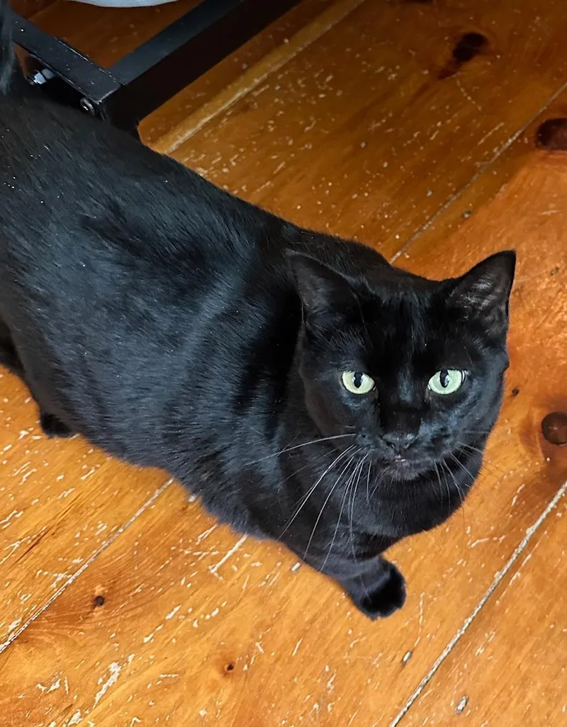 Meadow And Luz thumbnail 3