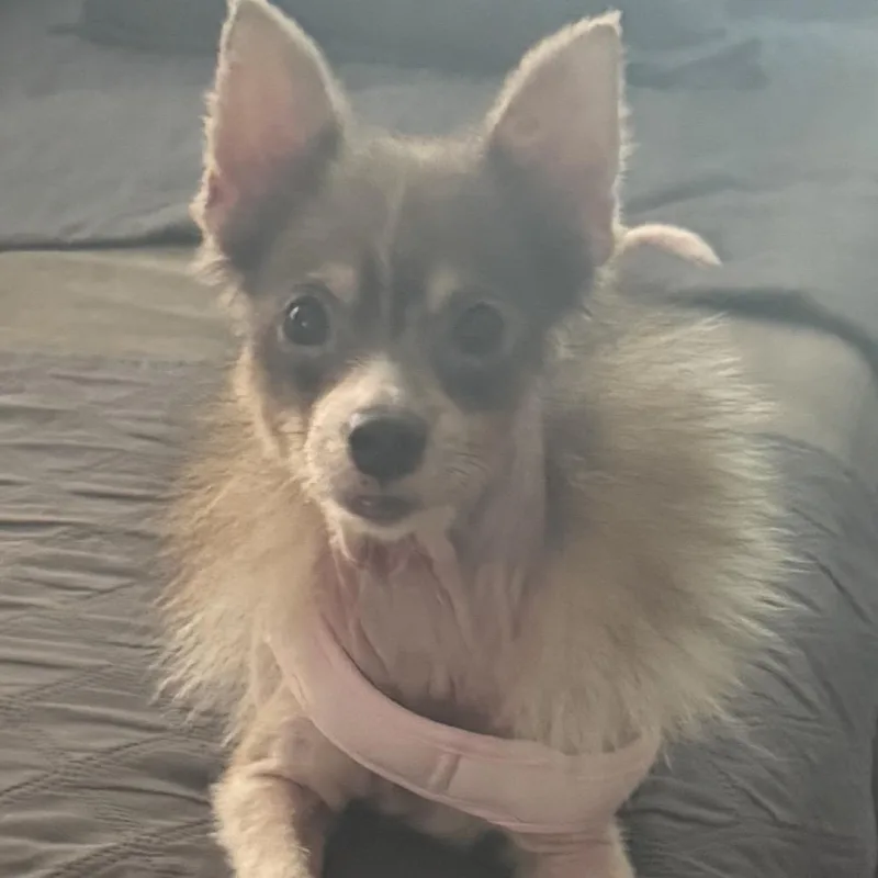 A senior small-sized female White / Cream Pomeranian dog named Sabrina for adoption in Kokomo, IN