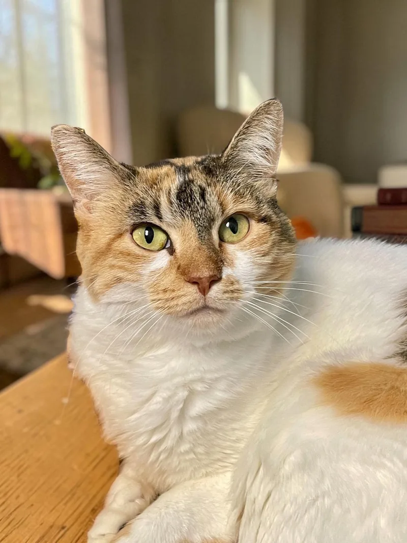 An adult medium-sized female Domestic Short Hair cat named Mazie for adoption in Champaign, IL