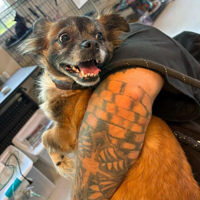 Jolie Stray Hold