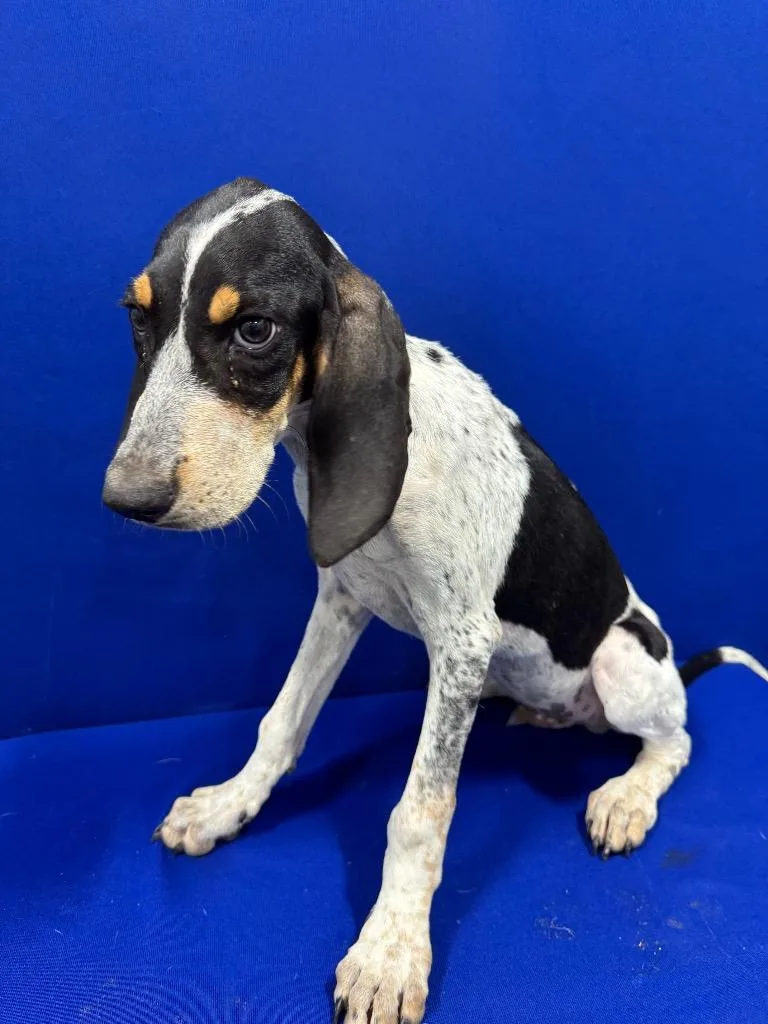 A baby small-sized male Hound dog named Napoleon for adoption in Ruston, LA
