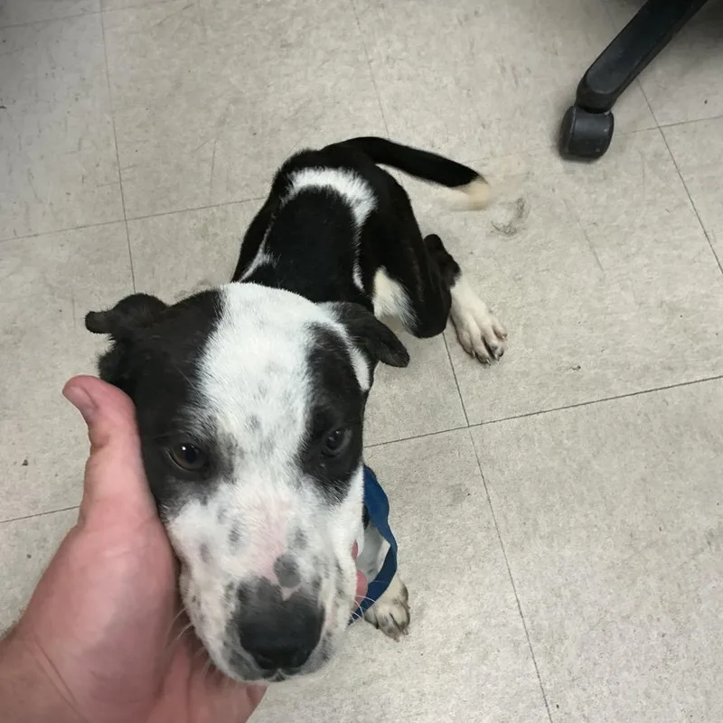Lulu