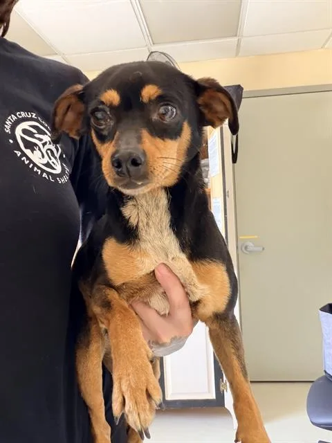 An adult small-sized female Chihuahua dog named Chiquita for adoption in Santa Cruz, CA