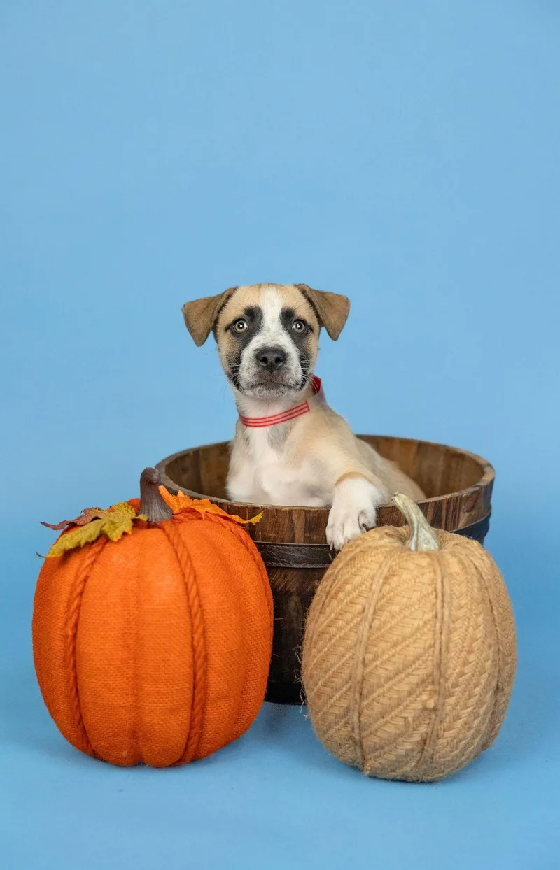 A baby medium-sized female Shepherd dog named 826-26 for adoption in Brighton, CO