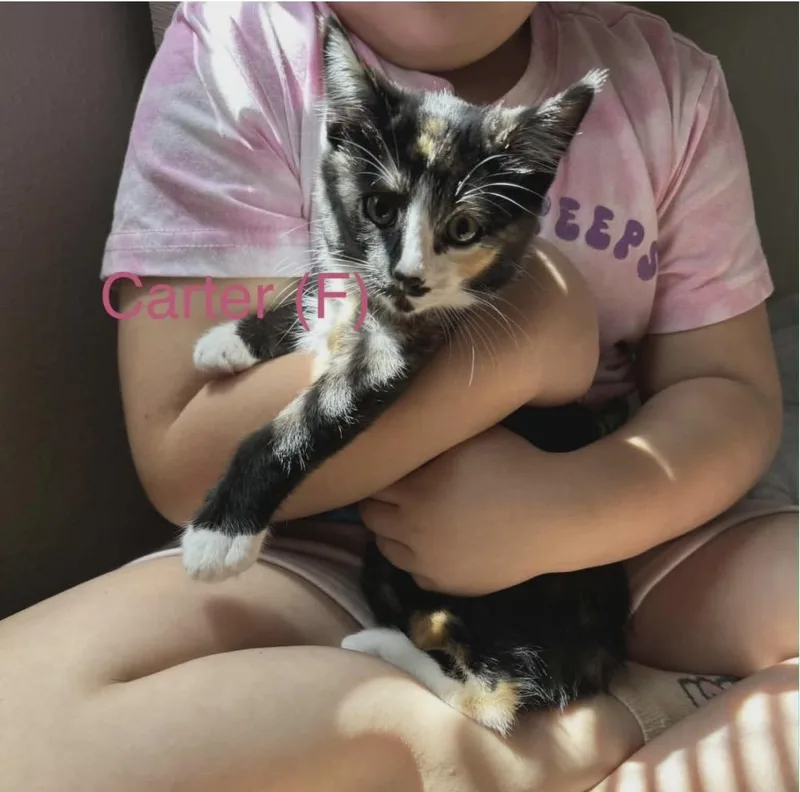 A baby medium-sized female Calico Domestic Short Hair cat named Carter for adoption in Santa Rosa, CA