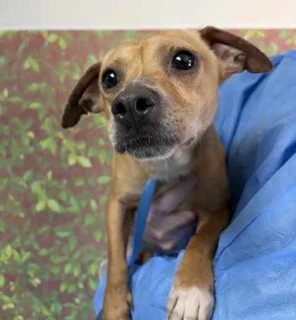 An adult small-sized male Chihuahua dog named Peanut for adoption in San Antonio, TX