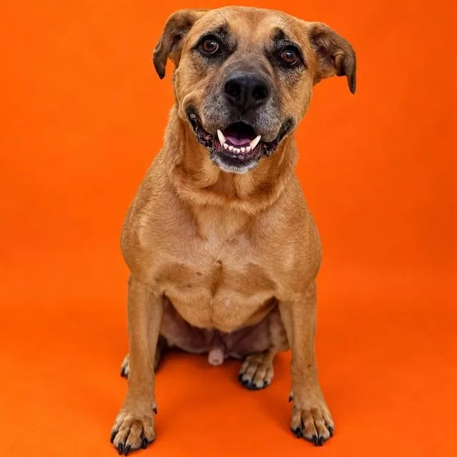 An adult large-sized male Brown / Chocolate Black Mouth Cur dog named Apollo for adoption in Columbia, MD