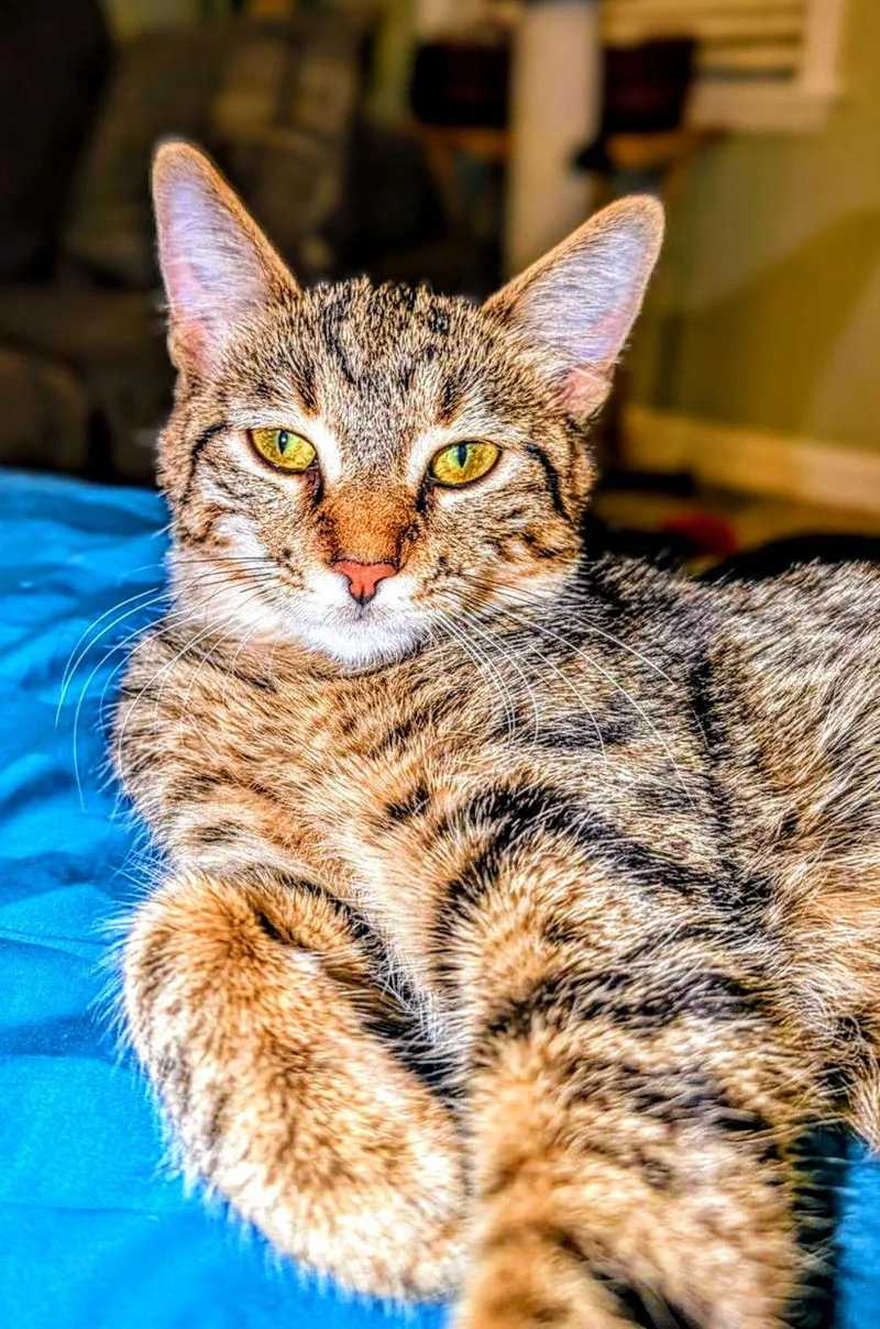 C Litter Suni Lee thumbnail 2