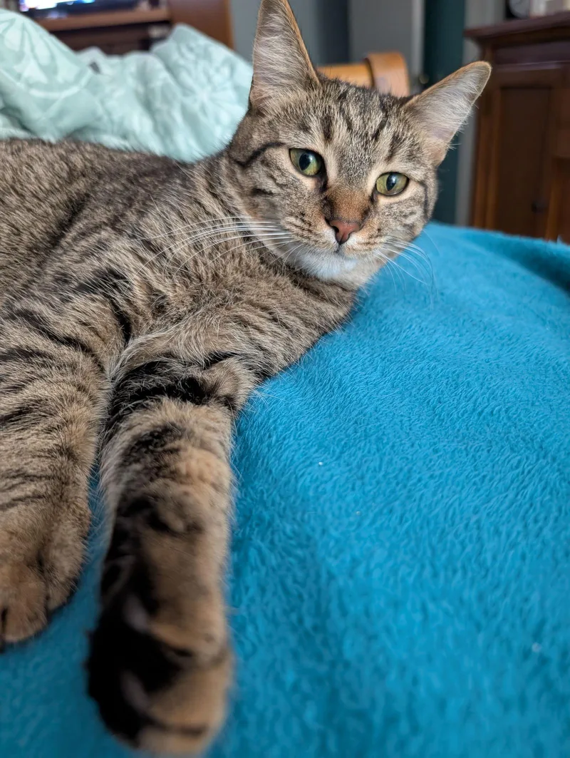 C Litter Suni Lee thumbnail 3