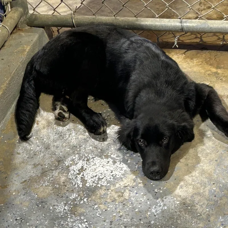 A young medium-sized female Black Labrador Retriever dog named Liv for adoption in Houston, TX