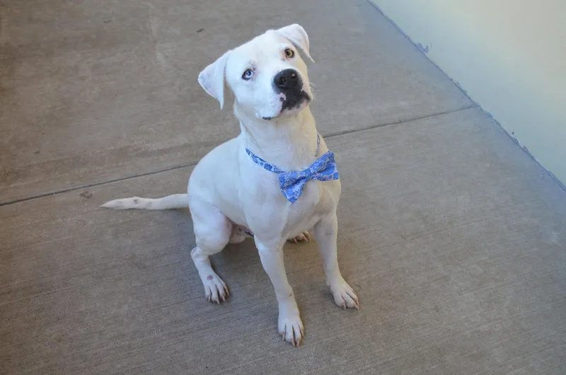 A young medium-sized male Boxer dog named Specter for adoption in McKinney, TX