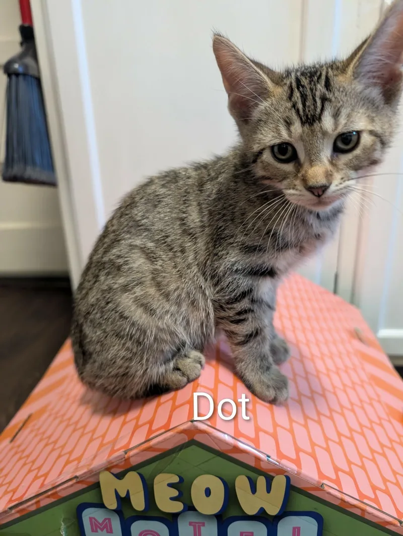 A baby medium-sized male Tabby cat named Dot for adoption in Spring City, PA