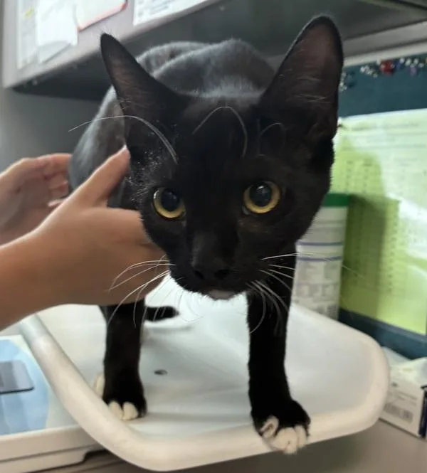 A young small-sized female Domestic Short Hair cat named Izzy for adoption in Salt Lake City, UT