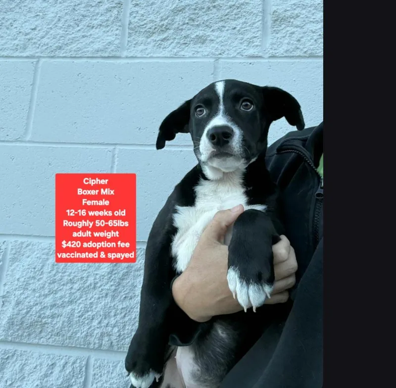 A baby large-sized female Boxer dog named Cipher for adoption in Oviedo, FL