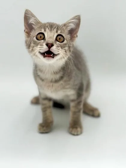 A baby small-sized female Domestic Short Hair cat named Dallas for adoption in Bowling Green, KY