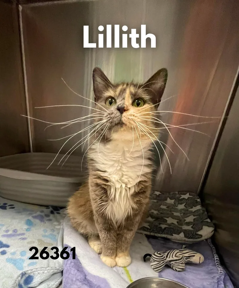 An adult medium-sized female Dilute Tortoiseshell Tortoiseshell cat named Lillith for adoption in Oak Ridge, TN