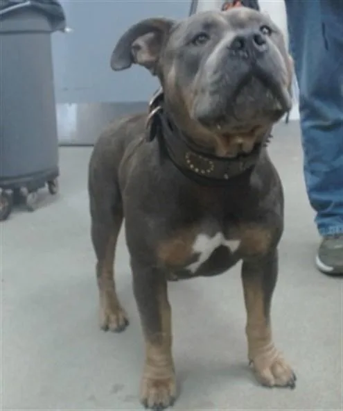 An adult large-sized male Pit Bull Terrier dog named Tyson for adoption in Salinas, CA