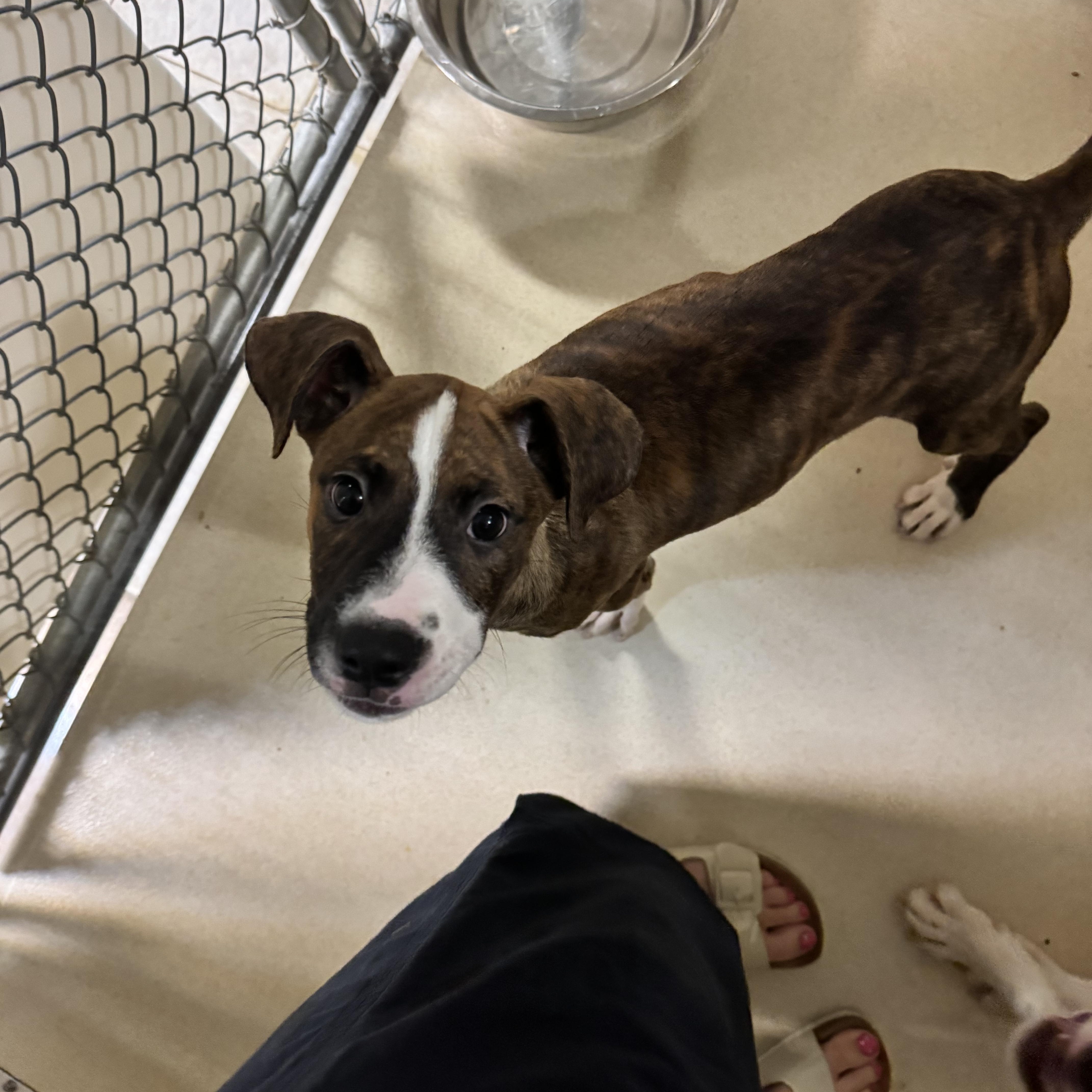 A baby medium-sized female Brindle Boxer dog named Mabel for adoption in Dodgeville, WI