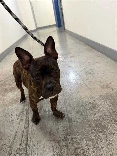 A young large-sized male Mixed Breed dog named Max for adoption in Dallas, TX
