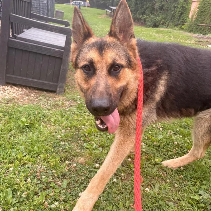 An adult large-sized male Black German Shepherd Dog dog named Phoenix for adoption in New Ringgold, PA