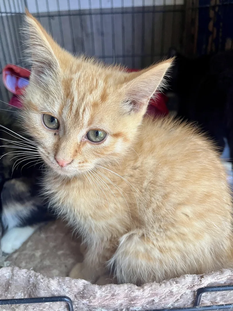 A baby medium-sized male Orange / Red Domestic Short Hair cat named Eddy for adoption in Stuart, VA