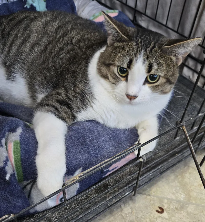A young medium-sized male Tabby (Brown / Chocolate) Domestic Short Hair cat named Snow for adoption in Mokena, IL