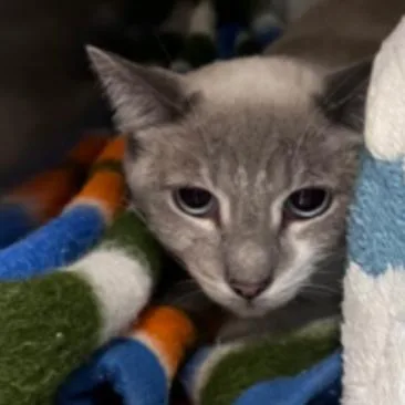 An adult medium-sized female Domestic Short Hair cat named Florence for adoption in Los Angeles, CA