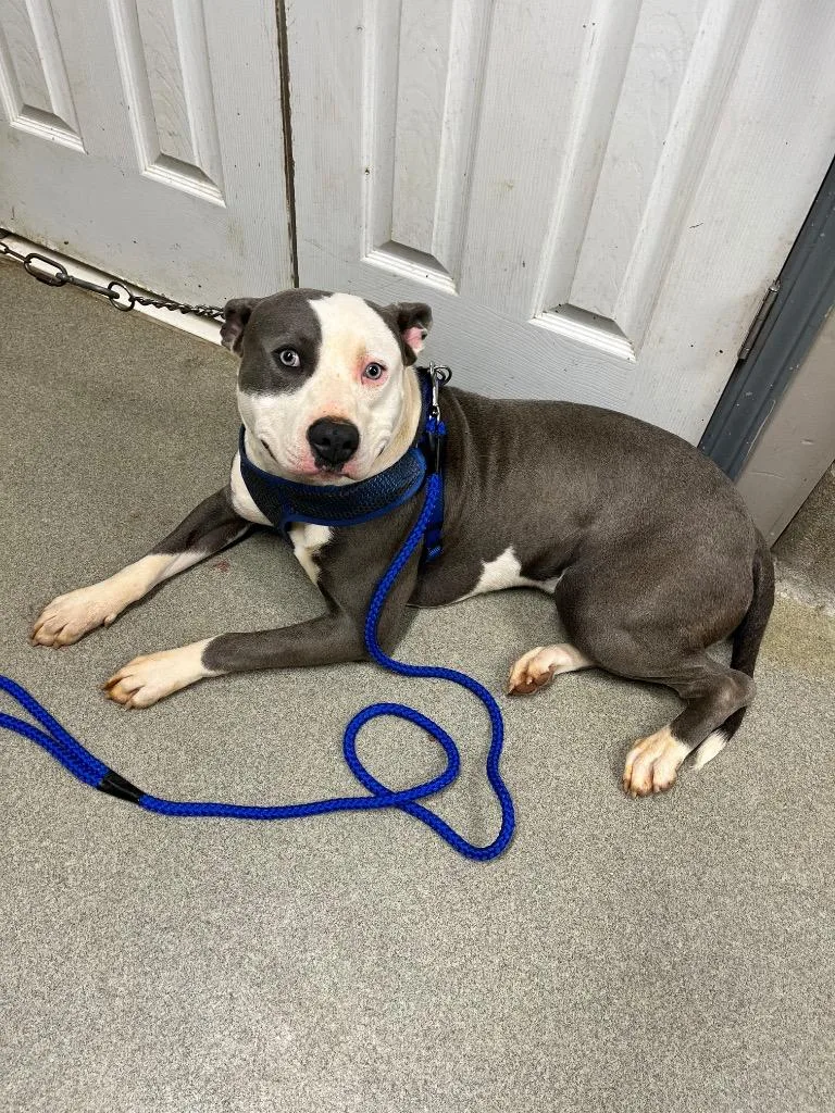 A young large-sized male Pit Bull Terrier dog named Dex for adoption in Hopkinsville, KY