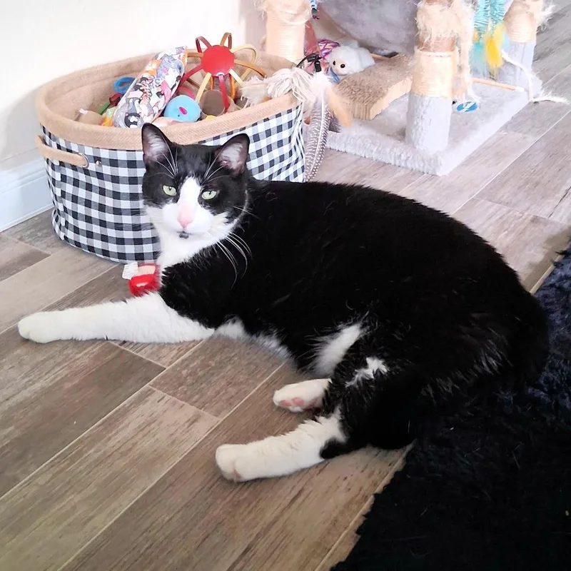 An adult extra large-sized male Black Domestic Short Hair cat named Box Boy for adoption in Michigan City, IN