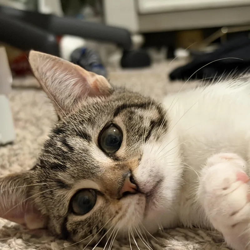 A baby small-sized male Gray & White Domestic Short Hair cat named Bean for adoption in Liverpool, TX
