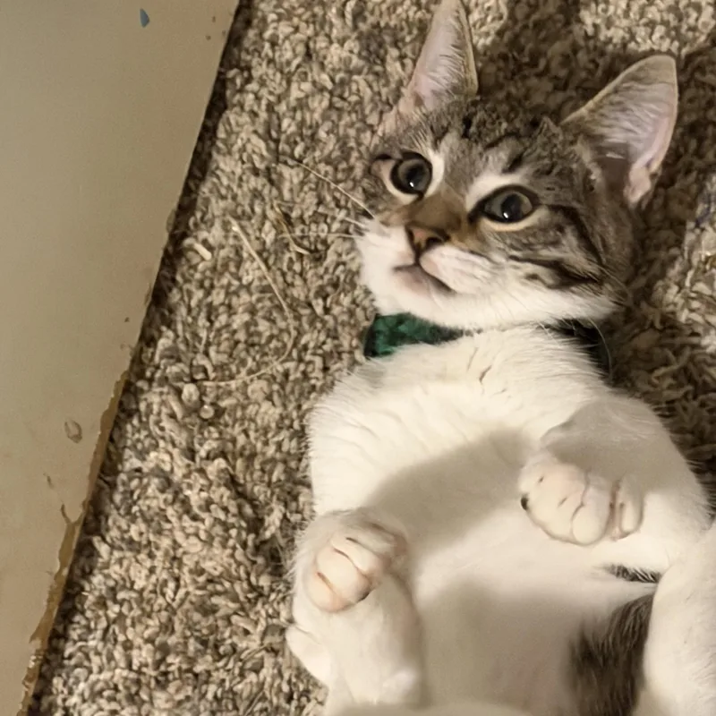 Bean thumbnail 2