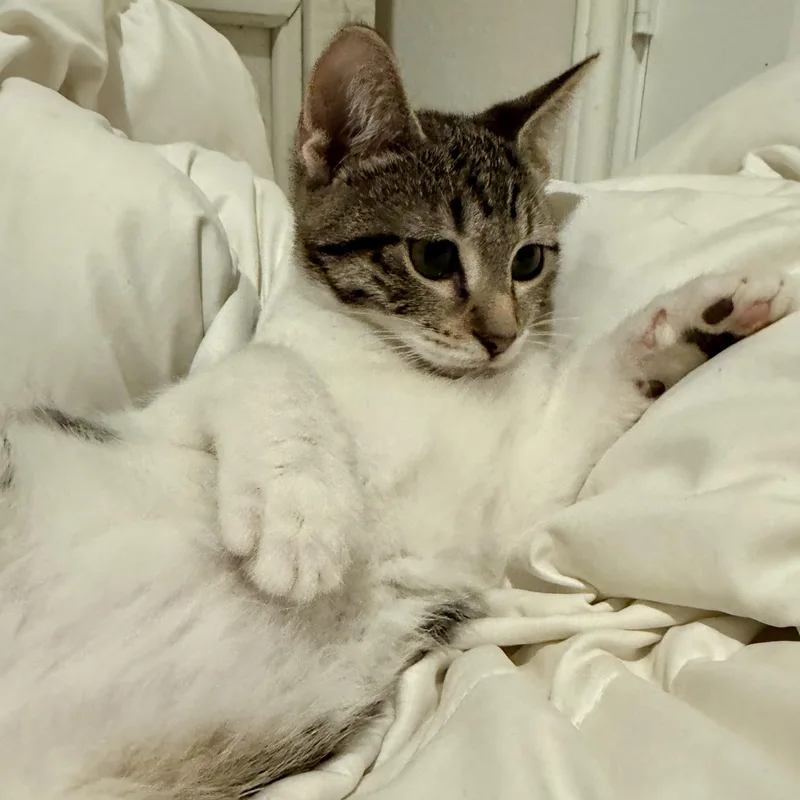 Bean thumbnail 3