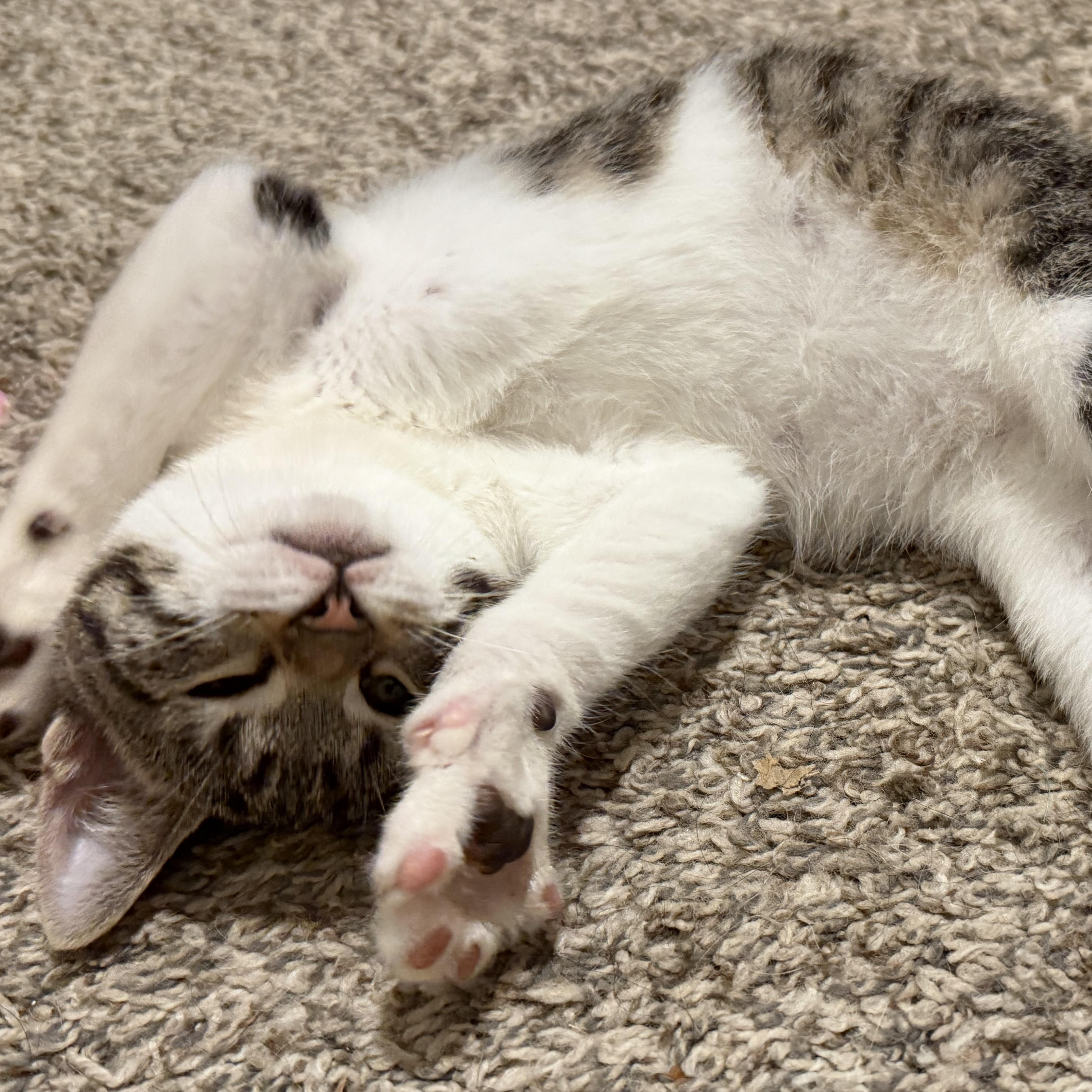 Bean thumbnail 5