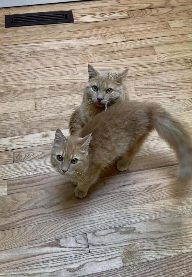 A young medium-sized male Buff / Tan / Fawn Domestic Medium Hair cat named Sun Dried Tomato and for adoption in Gaylordsville, CT