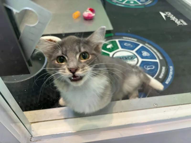A young medium-sized male Domestic Medium Hair cat named Mario for adoption in Barboursville, WV
