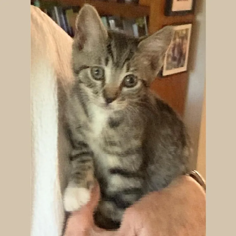 A baby small-sized male Brown / Chocolate Domestic Short Hair cat named Sparky for adoption in Pleasant Hill, CA