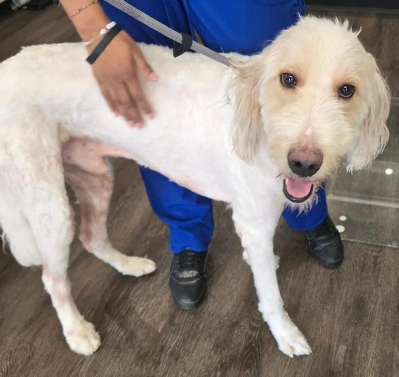 An adult large-sized male Standard Poodle dog named Noodles for adoption in San Antonio, TX