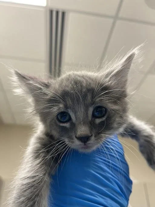 A baby small-sized male Domestic Short Hair cat named Theo for adoption in Las Vegas, NV