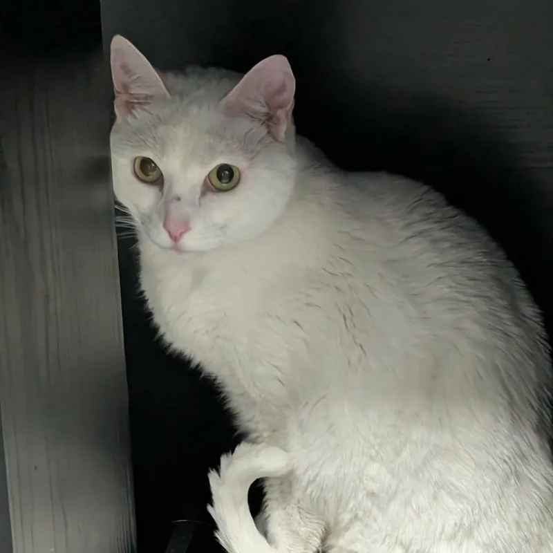 A senior small-sized female White Domestic Short Hair cat named Bianca for adoption in Springfield, MO