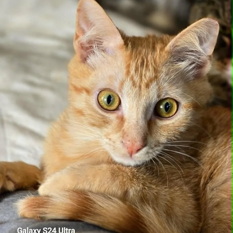A baby small-sized male Orange / Red Domestic Short Hair cat named Otis for adoption in Tulsa, OK