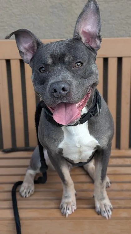 An adult large-sized male Mixed Breed dog named Woozle for adoption in West Chester, PA