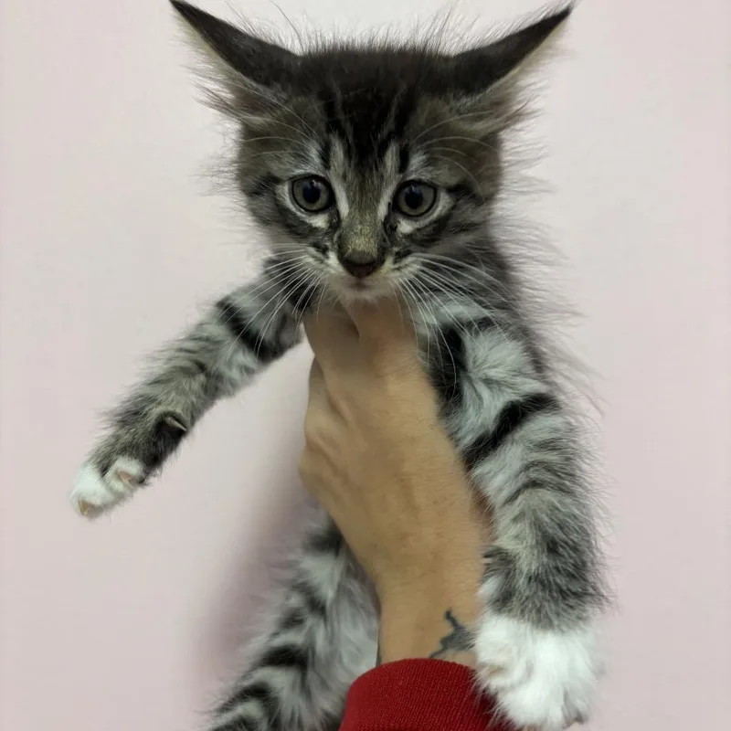 A baby small-sized male Brown / Chocolate Domestic Medium Hair cat named Lovey for adoption in Webster, TX