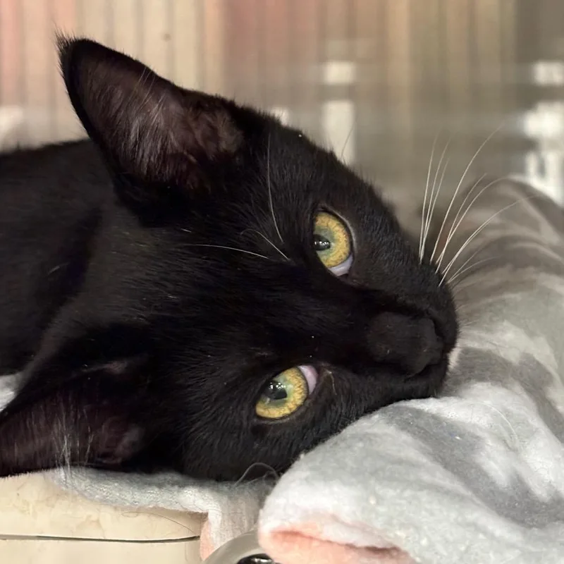 A baby small-sized male Black Domestic Short Hair cat named Tux for adoption in Waynesboro, PA